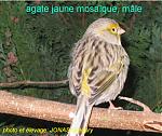 Cliquez sur l'image pour la voir en taille relle

Nom : agate jaune mosaque, mle4.jpg
Affichages : 517
Taille : 80,3 Ko
ID : 19406