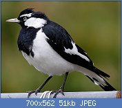 Cliquez sur l'image pour la voir en taille relle

Nom : 1280px-Male_magpie_lark_in_suburban_garden.jpg
Affichages : 253
Taille : 50,9 Ko
ID : 123023