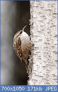 Cliquez sur l'image pour la voir en taille relle

Nom : 800px-Short-toed_Treecreeper_(Certhia_brachydactyla).jpg
Affichages : 27
Taille : 171,3 Ko
ID : 117997