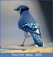 Cliquez sur l'image pour la voir en taille relle

Nom : 1024px-Blue_Jay_(5214975126).jpg
Affichages : 58
Taille : 66,0 Ko
ID : 118309