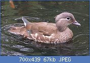 Cliquez sur l'image pour la voir en taille relle

Nom : Female_Mandarin_Duck_800.jpg
Affichages : 68
Taille : 66,8 Ko
ID : 117988