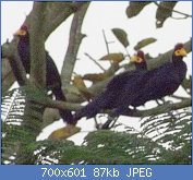 Cliquez sur l'image pour la voir en taille relle

Nom : 1280px-Group_of_Ross's_Turaco.jpg
Affichages : 113
Taille : 87,3 Ko
ID : 119521