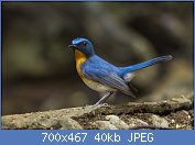 Cliquez sur l'image pour la voir en taille relle

Nom : Tickell's_Blue_Flycatcher_-_Thailand_S4E7443_(19328667661).jpg
Affichages : 47
Taille : 39,8 Ko
ID : 118344