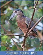 Cliquez sur l'image pour la voir en taille relle

Nom : 800px-Boat-billed_Heron_2_JCB.jpg
Affichages : 95
Taille : 108,4 Ko
ID : 119239