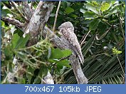 Cliquez sur l'image pour la voir en taille relle

Nom : Great_Potoo_(Nyctibius_grandis)_(4505556088).jpg
Affichages : 49
Taille : 104,5 Ko
ID : 118662