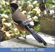 Cliquez sur l'image pour la voir en taille relle

Nom : 1280px-Black-headed_jay_DSCN0166_1.jpg
Affichages : 52
Taille : 100,6 Ko
ID : 121128