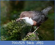 Cliquez sur l'image pour la voir en taille relle

Nom : Cinclus_cinclus_-Kirkcudbright,_Scotland-8.jpg
Affichages : 41
Taille : 54,2 Ko
ID : 121387