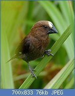 Cliquez sur l'image pour la voir en taille relle

Nom : Thick-billed_Weaver_(Amblyospiza_albifrons)_male_(12929659395).jpg
Affichages : 74
Taille : 75,6 Ko
ID : 119137