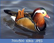 Cliquez sur l'image pour la voir en taille relle

Nom : 1280px-Mandarin.duck.arp.jpg
Affichages : 69
Taille : 69,1 Ko
ID : 117986