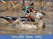 Cliquez sur l'image pour la voir en taille relle

Nom : canard-carolin-pair-bm.jpg
Affichages : 67
Taille : 56,0 Ko
ID : 117990