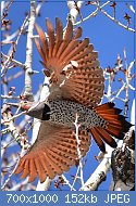 Cliquez sur l'image pour la voir en taille relle

Nom : 800px-Northern_flicker_on_Seeskadee_National_Wildlife_Refuge_(34055485266).jpg
Affichages : 78
Taille : 151,7 Ko
ID : 122176