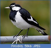 Cliquez sur l'image pour la voir en taille relle

Nom : 1280px-Male_magpie_lark_in_suburban_garden.jpg
Affichages : 78
Taille : 57,6 Ko
ID : 122822