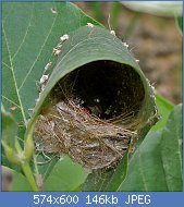 Cliquez sur l'image pour la voir en taille relle

Nom : Common_Tailorbird_(Orthotomus_sutorius)_Nest_in_Hyderabad,_AP_W_IMG_7248.jpg
Affichages : 111
Taille : 145,7 Ko
ID : 120936