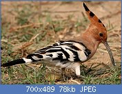 Cliquez sur l'image pour la voir en taille relle

Nom : Common_Hoopoe_(Upapa_epops)_at_Hodal_I_IMG_9216.jpg
Affichages : 48
Taille : 77,7 Ko
ID : 117039