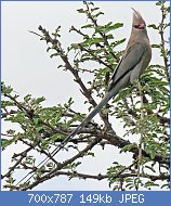 Cliquez sur l'image pour la voir en taille relle

Nom : Blue-naped_Mousebird_RWD2.jpg
Affichages : 242
Taille : 148,7 Ko
ID : 123608