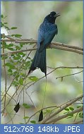 Cliquez sur l'image pour la voir en taille relle

Nom : Racket-tailed_Drongo_2431_(cropped).jpg
Affichages : 59
Taille : 148,4 Ko
ID : 116774