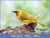 Cliquez sur l'image pour la voir en taille relle

Nom : 1280px-Spectacled_Weaver_2011_10_12_3300.jpg
Affichages : 24
Taille : 69,9 Ko
ID : 116993