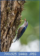 Cliquez sur l'image pour la voir en taille relle

Nom : Velvet_Fronted_Nuthatch_photo_in_Coorg_India.jpg
Affichages : 61
Taille : 143,7 Ko
ID : 117577