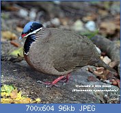 Cliquez sur l'image pour la voir en taille relle

Nom : Blue-headed_quail_dove_(Starnoenas_cyanocephala).jpg
Affichages : 65
Taille : 95,9 Ko
ID : 122449