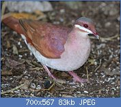 Cliquez sur l'image pour la voir en taille relle

Nom : Key_West_quail-dove_(Geotrygon_chrysia).jpg
Affichages : 84
Taille : 83,3 Ko
ID : 122417