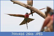 Cliquez sur l'image pour la voir en taille relle

Nom : Southern_carmine_bee-eater,_Merops_nubicoides,_Savuti_marsh,_Chobe_National_Park,_Botswana_(3246.jpg
Affichages : 83
Taille : 26,5 Ko
ID : 120378