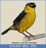 Cliquez sur l'image pour la voir en taille relle

Nom : Weaver,_Black-necked_female.jpg
Affichages : 75
Taille : 68,5 Ko
ID : 119161