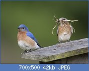 Cliquez sur l'image pour la voir en taille relle

Nom : 1280px-Blue_birds_of_happiness_(14291312885).jpg
Affichages : 85
Taille : 41,9 Ko
ID : 118417