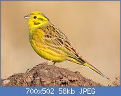 Cliquez sur l'image pour la voir en taille relle

Nom : Goldammer_Emberiza_citrinella.jpg
Affichages : 281
Taille : 57,7 Ko
ID : 115251