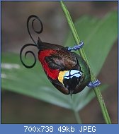 Cliquez sur l'image pour la voir en taille relle

Nom : Wilson's_Bird_of_Paradise.jpg
Affichages : 93
Taille : 48,8 Ko
ID : 122806