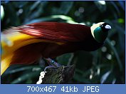 Cliquez sur l'image pour la voir en taille relle

Nom : Paradisaea_apoda_-Bali_Bird_Park-5.jpg
Affichages : 32
Taille : 40,6 Ko
ID : 118058