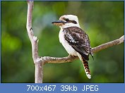 Cliquez sur l'image pour la voir en taille relle

Nom : Kookaburra.jpg
Affichages : 40
Taille : 39,3 Ko
ID : 112876