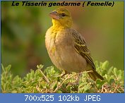 Cliquez sur l'image pour la voir en taille relle

Nom : Ploceus_cucullatus_040216_1rw.jpg
Affichages : 71
Taille : 102,3 Ko
ID : 119147