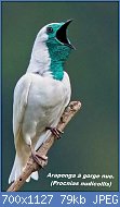 Cliquez sur l'image pour la voir en taille relle

Nom : 49f698c39d6c4fab4a36c490446af364--brazil-colorful-birds.jpg
Affichages : 51
Taille : 79,3 Ko
ID : 117482