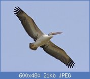 Cliquez sur l'image pour la voir en taille relle

Nom : pelican-3.jpg
Affichages : 49
Taille : 20,6 Ko
ID : 112166