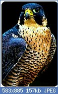 Cliquez sur l'image pour la voir en taille relle

Nom : Falco_Peregrino_(falco_peregrinus)_-_colagem.jpg
Affichages : 70
Taille : 157,2 Ko
ID : 118713