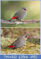 Cliquez sur l'image pour la voir en taille relle

Nom : 800px-Beautiful_Firetail_couple.jpg
Affichages : 80
Taille : 124,7 Ko
ID : 109659