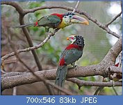 Cliquez sur l'image pour la voir en taille relle

Nom : 1280px-Curl-crested_Aracari_RWD3.jpg
Affichages : 47
Taille : 83,0 Ko
ID : 122245