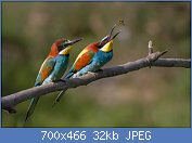 Cliquez sur l'image pour la voir en taille relle

Nom : Pair_of_Merops_apiaster_feeding.jpg
Affichages : 105
Taille : 31,6 Ko
ID : 111231