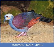 Cliquez sur l'image pour la voir en taille relle

Nom : 1Colombe-versicolore-Geotrygon-versicolor-Crested-Quail-Dove.jpg
Affichages : 70
Taille : 61,8 Ko
ID : 117797