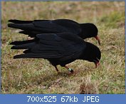 Cliquez sur l'image pour la voir en taille relle

Nom : Two_Red-billed_Chough.jpg
Affichages : 64
Taille : 66,8 Ko
ID : 112203