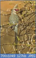 Cliquez sur l'image pour la voir en taille relle

Nom : Blue-naped_Mousebird_-_Samburu_S4E5310_(16121434537).jpg
Affichages : 252
Taille : 126,9 Ko
ID : 123610