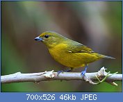 Cliquez sur l'image pour la voir en taille relle

Nom : 1280px-GATURAMO-VERDADEIRO_fmea_(_Euphonia_violacea_).jpg
Affichages : 16
Taille : 46,3 Ko
ID : 114483