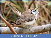 Cliquez sur l'image pour la voir en taille relle

Nom : Double-barred_Finch.jpg
Affichages : 264
Taille : 67,7 Ko
ID : 118997