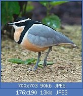 Cliquez sur l'image pour la voir en taille relle

Nom : 1280px-Pluvianus_aegyptius_3_Luc_Viatour.jpg
Affichages : 71
Taille : 12,5 Ko
ID : 121042