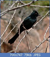 Cliquez sur l'image pour la voir en taille réelle
Nom : Phainopepla_nitens_1.jpg
Affichages : 73
Taille : 79,5 Ko
ID : 117249