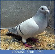 Cliquez sur l'image pour la voir en taille relle

Nom : Pigeon  domestique.jpg
Affichages : 1072
Taille : 62,2 Ko
ID : 77456