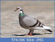 Cliquez sur l'image pour la voir en taille relle

Nom : pigeonsauvagebiset.jpg
Affichages : 326
Taille : 92,3 Ko
ID : 77321