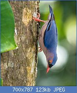 Cliquez sur l'image pour la voir en taille relle

Nom : 1024px-Velvet-fronted_Nuthatch_(14057038756).jpg
Affichages : 62
Taille : 122,8 Ko
ID : 117572