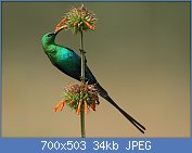 Cliquez sur l'image pour la voir en taille relle

Nom : Nectarinia_famosa_(Malachite_Sunbird).jpg
Affichages : 54
Taille : 34,0 Ko
ID : 116975
