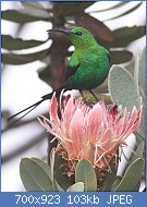 Cliquez sur l'image pour la voir en taille relle

Nom : Malachite_Sunbird,_Nectarinia_famosa,_at_Marakele_National_Park,_Limpopo,_South_Africa_(16223868.jpg
Affichages : 50
Taille : 103,2 Ko
ID : 116978